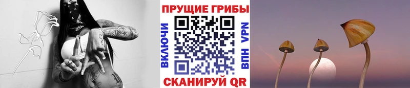 Галлюциногенные грибы Psilocybe  Солнечногорск 
