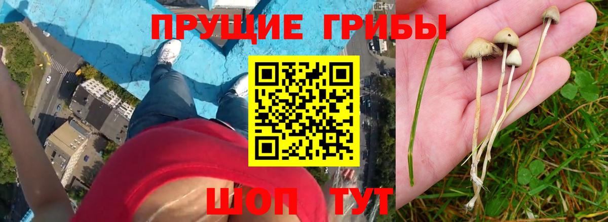 Псилоцибиновые грибы прущие грибы  Вход с VPN  Солнечногорск 